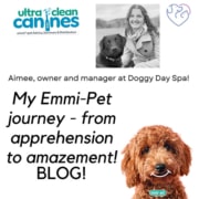 Case Studies > Doggy Day Spa > Featured Image