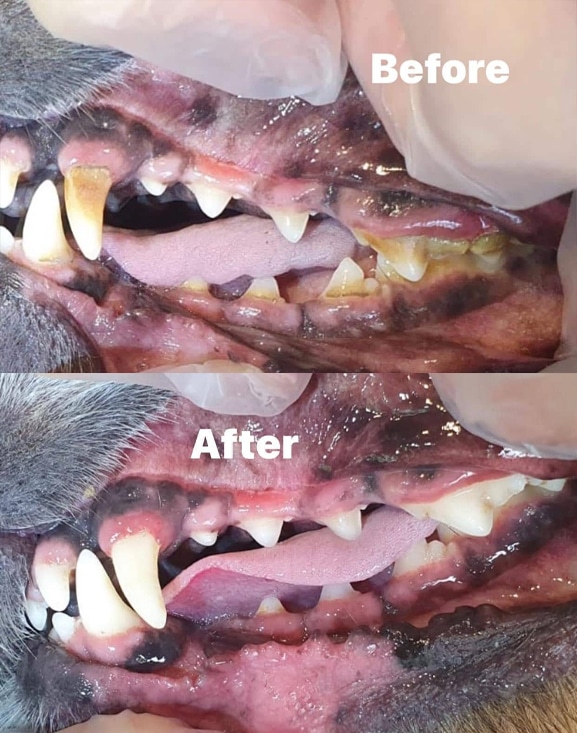 Dog Teeth Before and After