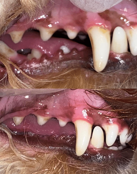 Before and After Dog Teeth